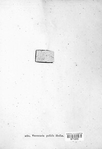 Lecanora albella image